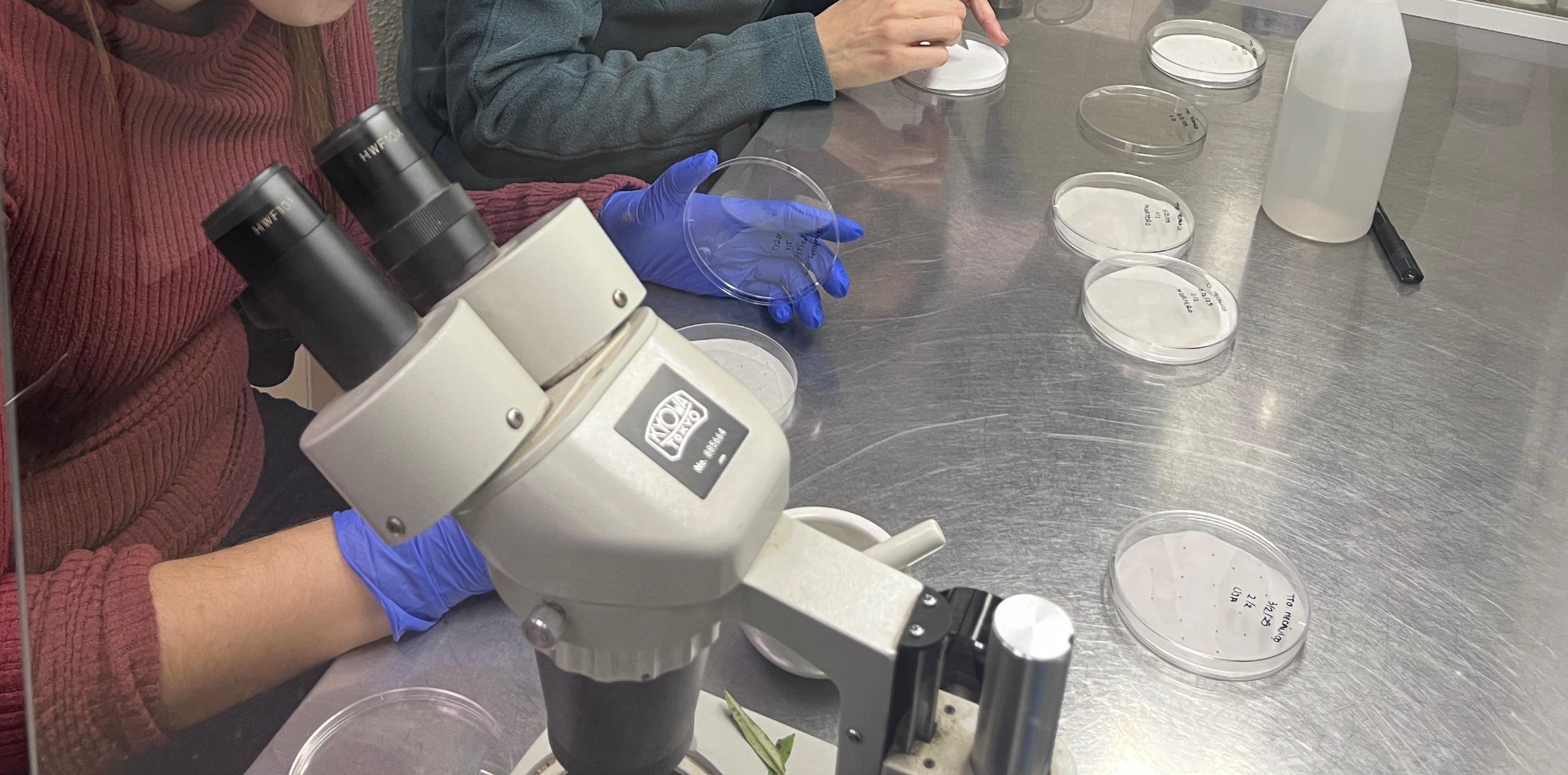 Evaluación de semillas en laboratorio