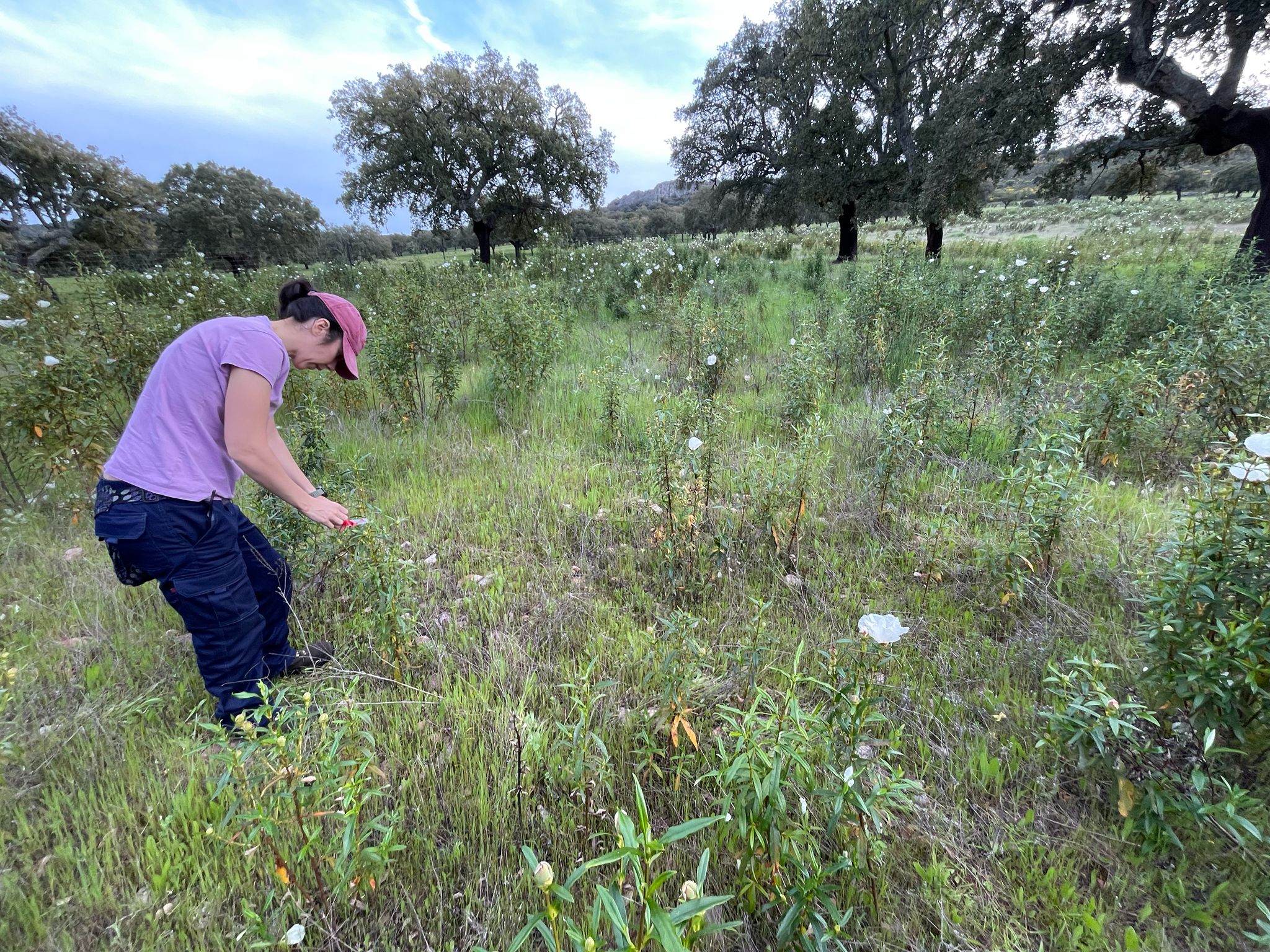 Marcaje de plantas en campo