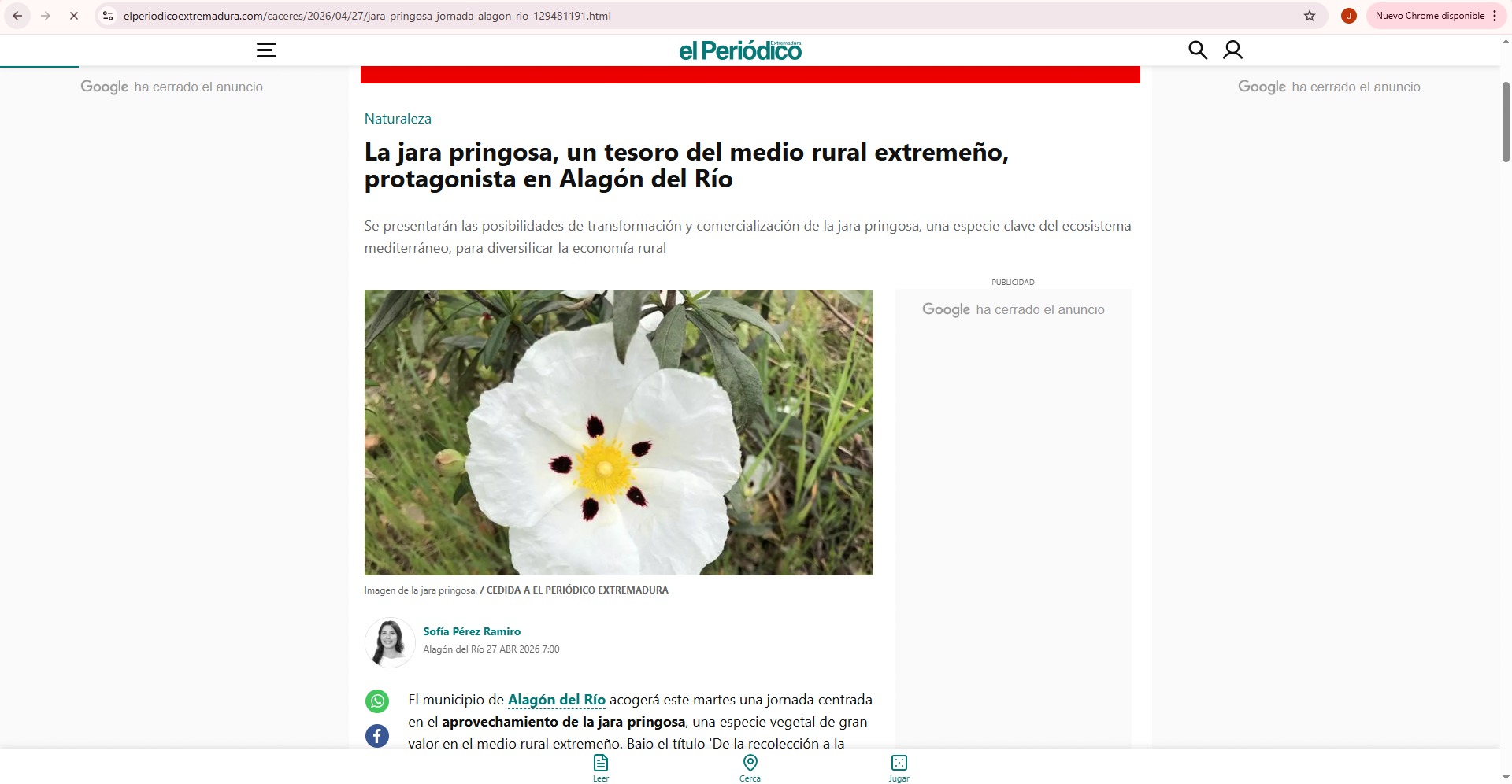 La jara pringosa, un tesoro del medio rural extremeño, protagonista en Alagón del Río