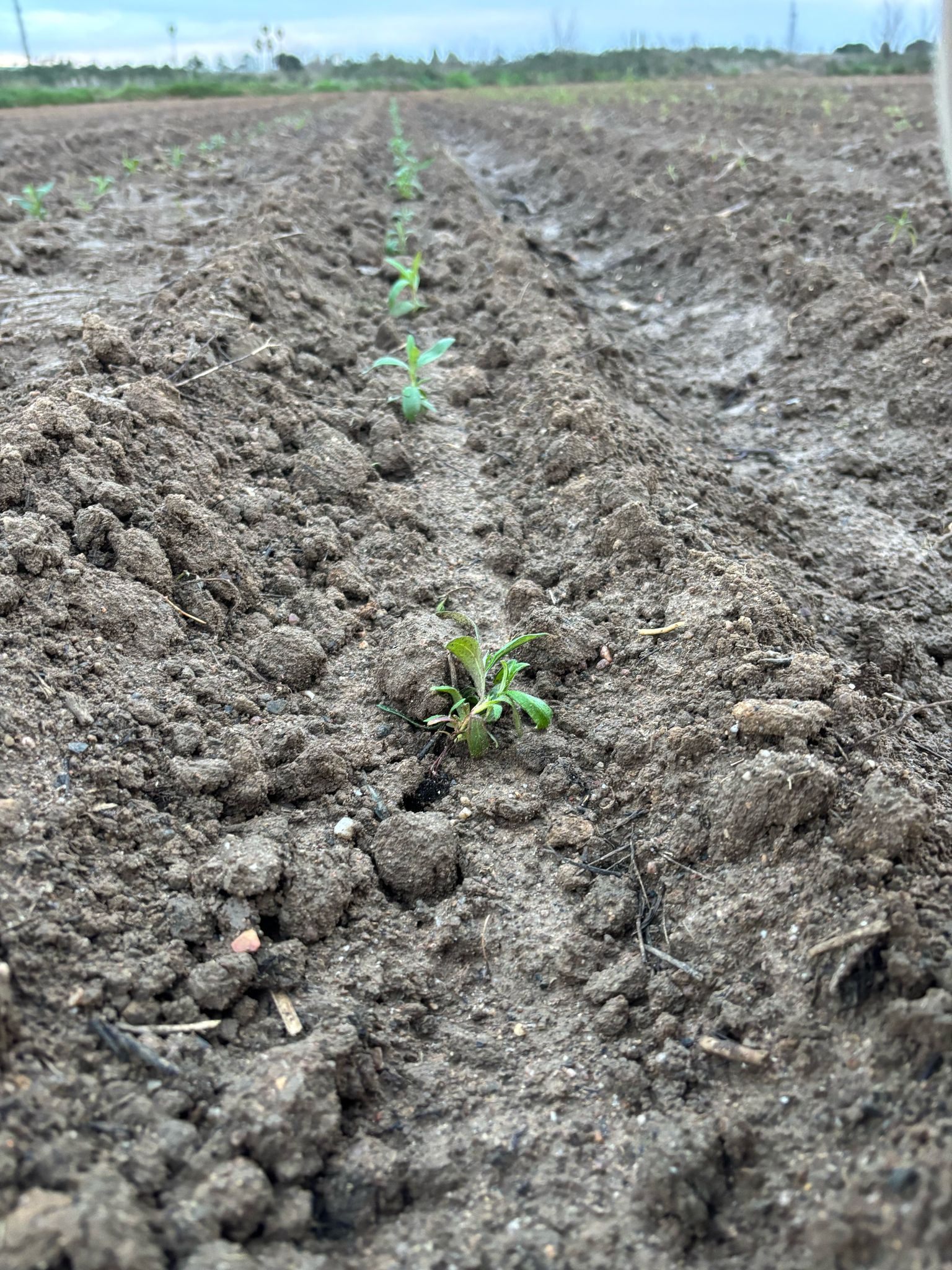 Progreso de la plantación