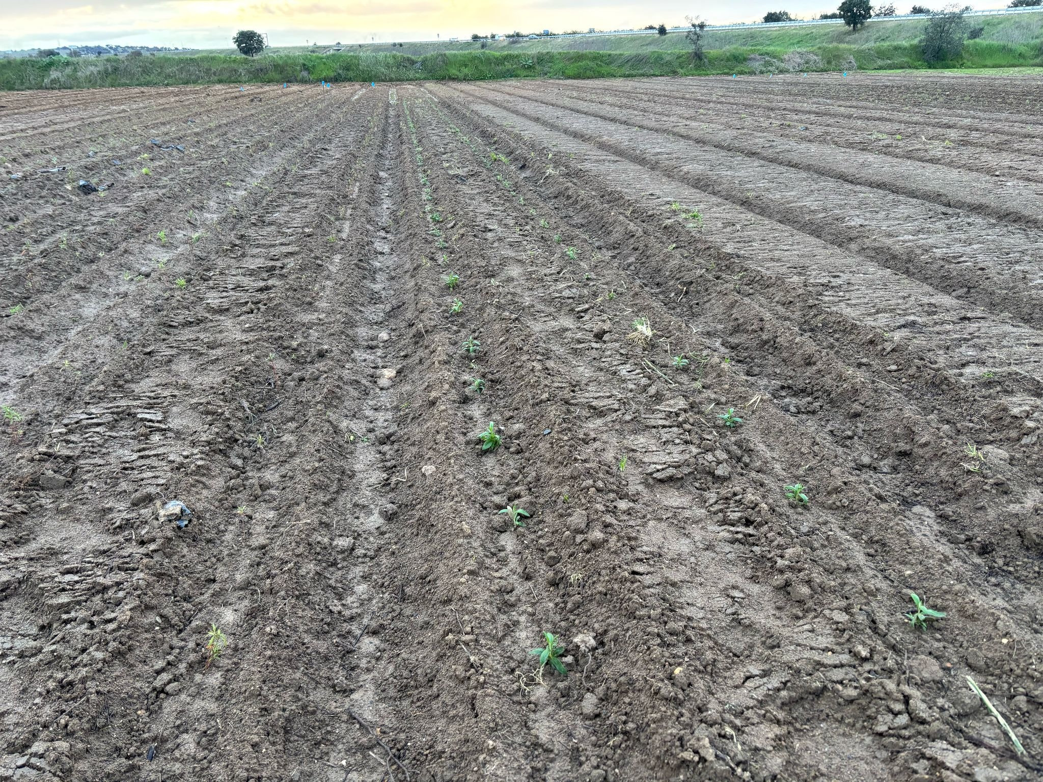 Evolución de la plantación